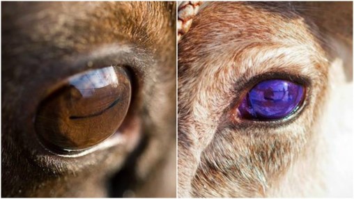 Bilderesultat for reindeer eyes change color
